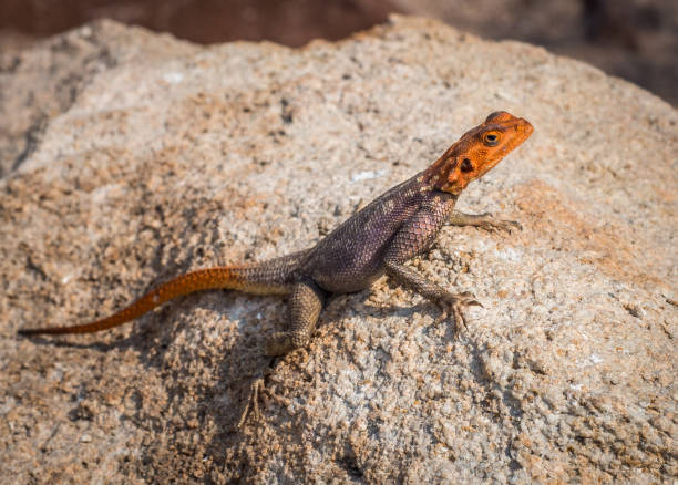 istock Red headed rock agama, rainbow agama, in desert in Namibia, Scientific name: Agama agama 852467350