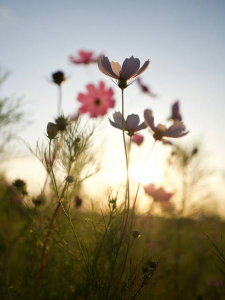 istock Autumn Flowers Cosmos 852471486