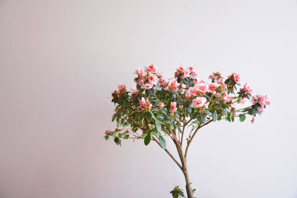 Azalea Plant stock photo