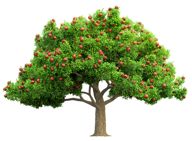 roter apfel baum isoliert 3d-illustration - apfelbaum stock-fotos und bilder