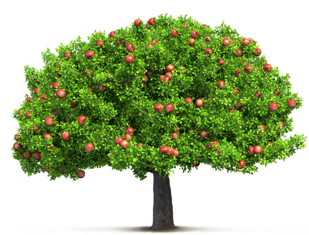 red apple tree isolated 3D illustration stock photo