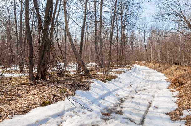 istock Country road in the forest in the early spring 852488314