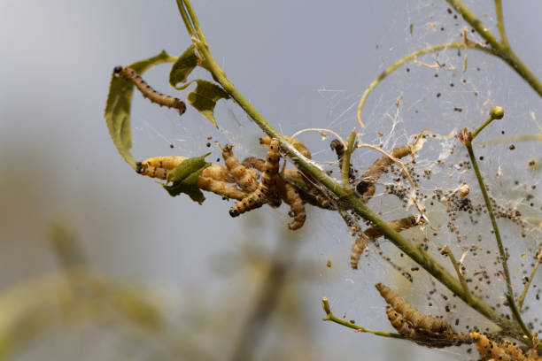 istock Caterpillars of ermine moths (Yponomeuta) 852492662