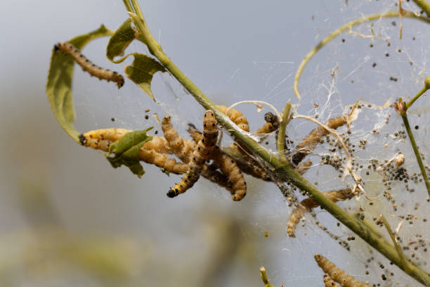 istock Caterpillars of ermine moths (Yponomeuta) 852493164