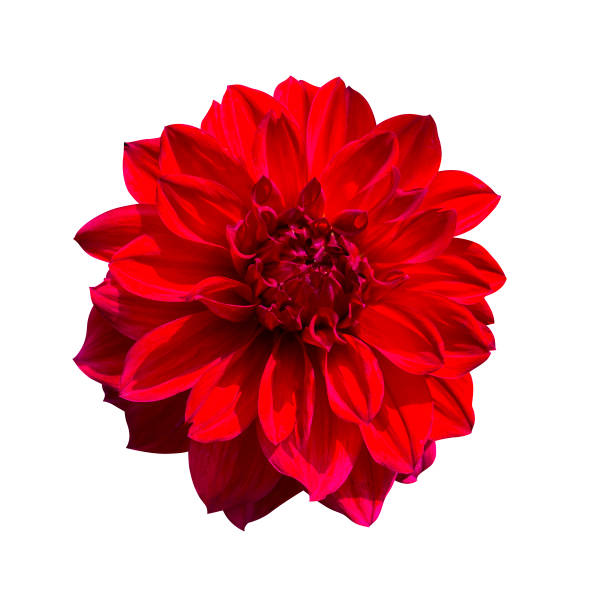 istock Red Dahlia flower. Beautiful Dahlia Flower 852493776