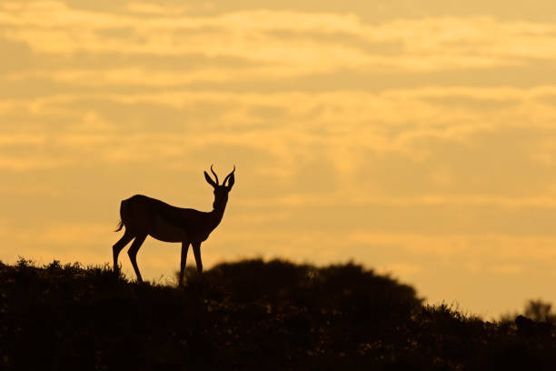 istock Springbok antelope silhouetted against a sunrise 852493852