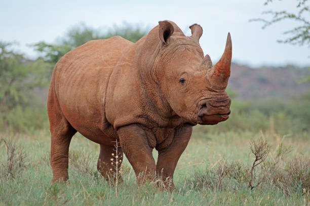 A white rhinoceros in natural habitat stock photo