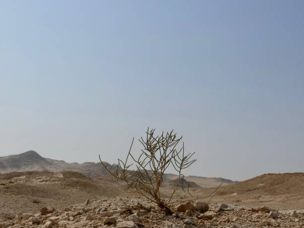 Desert plant, Al-Ahsa stock photo