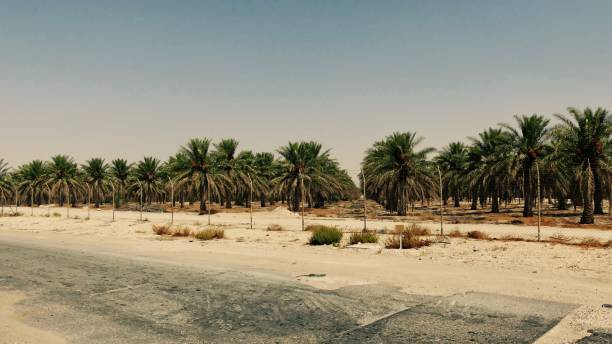 Date palm plantation, Al-Ahsa stock photo