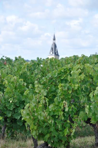 istock Vineyard in France 852502812