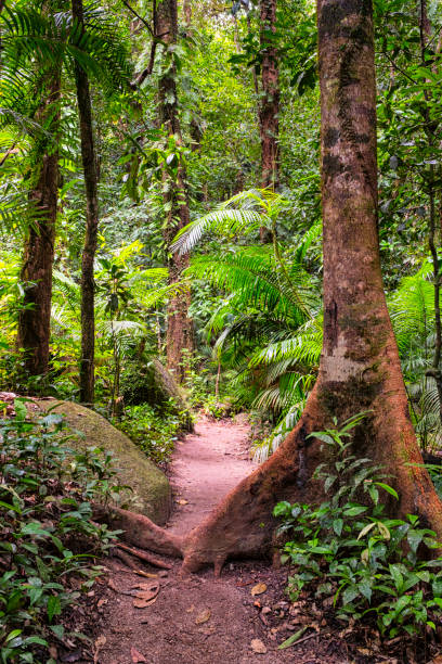 Path Through The Rainforest, Mossman Gorge, Queensland Path Through The Rainforest, Mossman Gorge, Queensland mossman gorge stock pictures, royalty-free photos & images