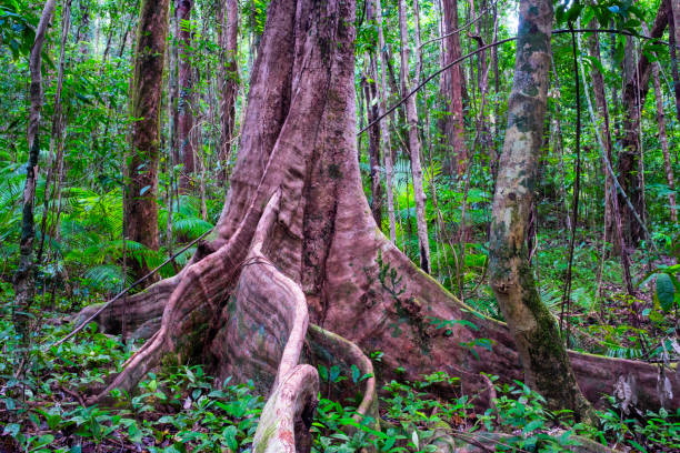 Buttress Root Trees In Mossman Gorge, Queensland, Australia Buttress root trees in Mossman Gorge rainforest, Queensland mossman gorge stock pictures, royalty-free photos & images