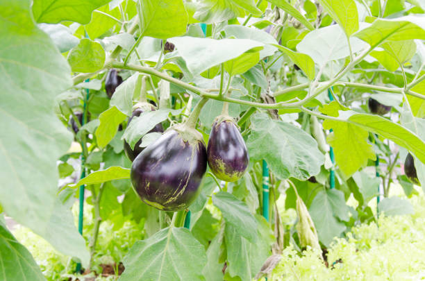 istock Purple eggplants growing in organic vegetables garden 852516758