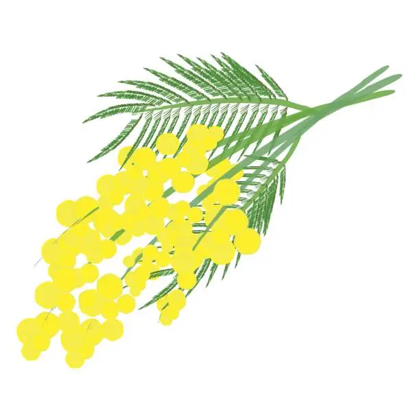 Vector illustration of Mimosa for Women's Day