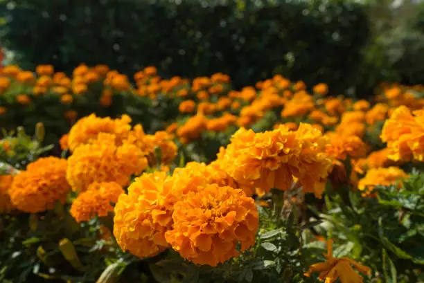 Photo of orange flowers