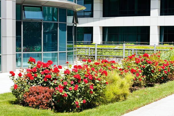 istock a rose bush in the park 852538780