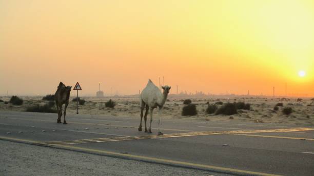 Camels in the sunset stock photo