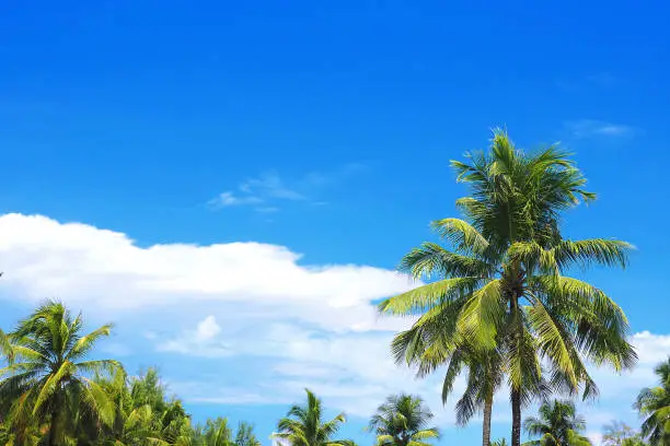 coconut tree with deep blue sky