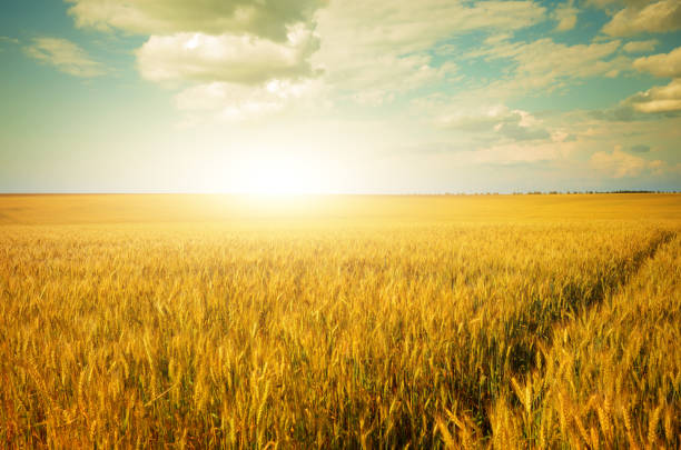 istock Wheat field summer sunny day under cloudy blue sky 852542846