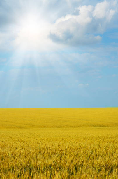 istock Wheat field summer sunny day under cloudy blue sky 852542978