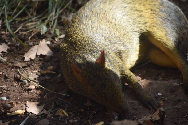 ロング nosed potoroo （potorous tridactylus ) - long nosed potoroo ストックフォトと画像