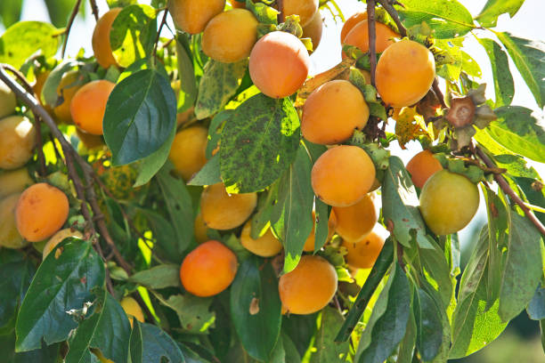 istock Fruit of the Japanese persimmon 852549816