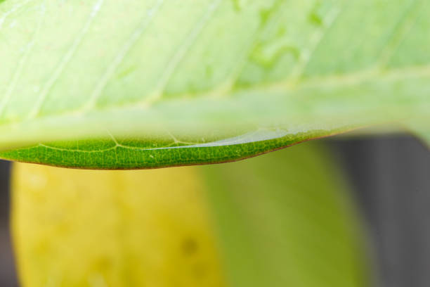 istock Macro of water drop on the leaf 852550700