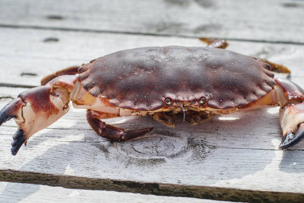 istock alive crab standing on wooden floor 852552098
