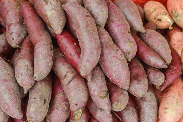 istock A lot of yam as the background 852556780