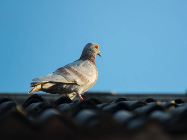 istock Beautiful pigeon on roof 852562130
