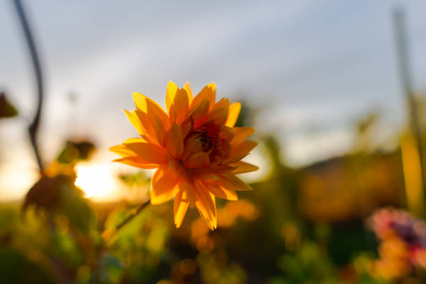 istock flowers in the sunlight 852574354