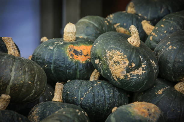 Many green Hokkaido squashes (Kabocha) A heap of green Hokkaido squashes (also named Kabocha or or Japanese pumpkin) in autumn kabocha stock pictures, royalty-free photos & images