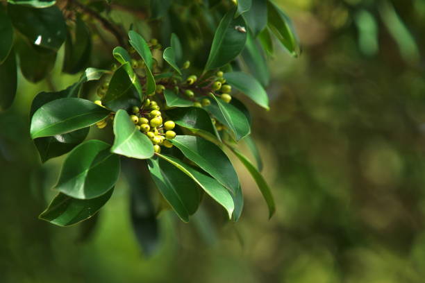 istock Fruit of the Ilex rotunda 852575096