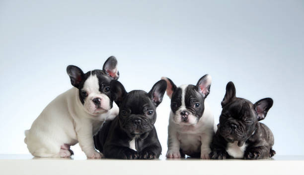istock Four french bulldog puppies. Light background. Studio Shot. Horizontal format 852578642