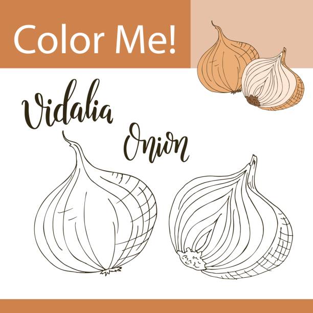 Education coloring page with vegetable. Hand drawn vector illustration of vidalia onion. Education coloring page with vegetable. Hand drawn vector illustration of vidalia onion vidalia onion stock illustrations
