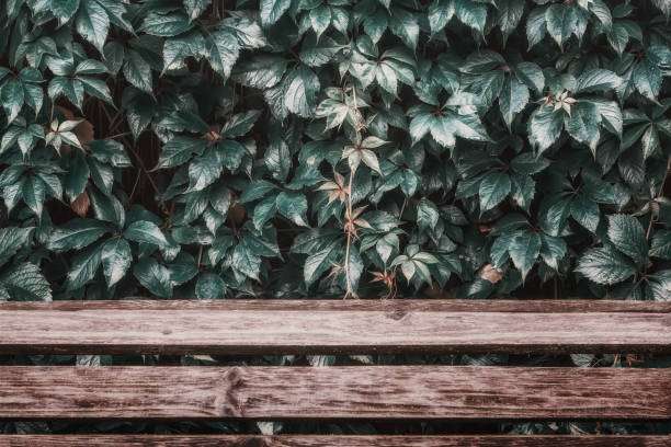 Vintage colored nature background with copy space - wet leaves of wild grapes with water drops over wooden planks.