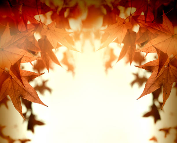istock Autumn leaves, autumn lush foliage lit by sun rays (sunbeams) 852580384
