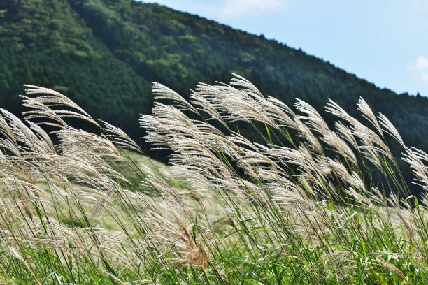 istock Ear of the Japanese pampas grass 852600416