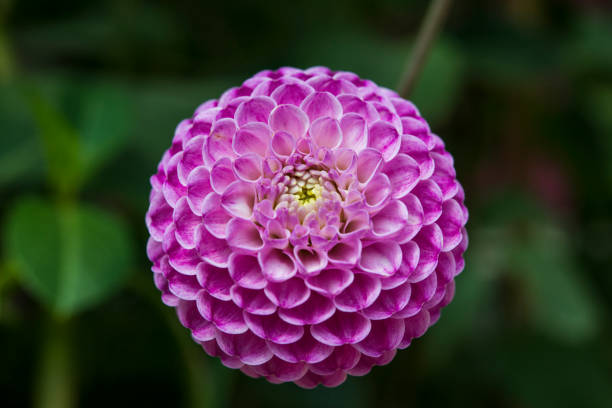 Fresh Pink Dahlia Fermain flower, close-up
