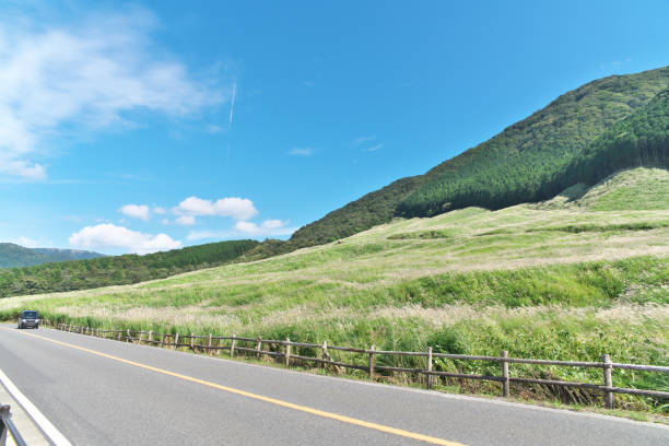 istock Ear of the Japanese pampas grass 852604334