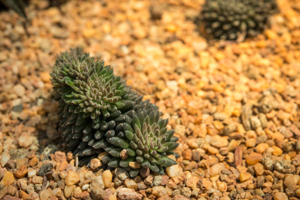 A beautiful cactus at garden.