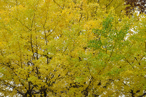 The ginkgo leaves change color as background
