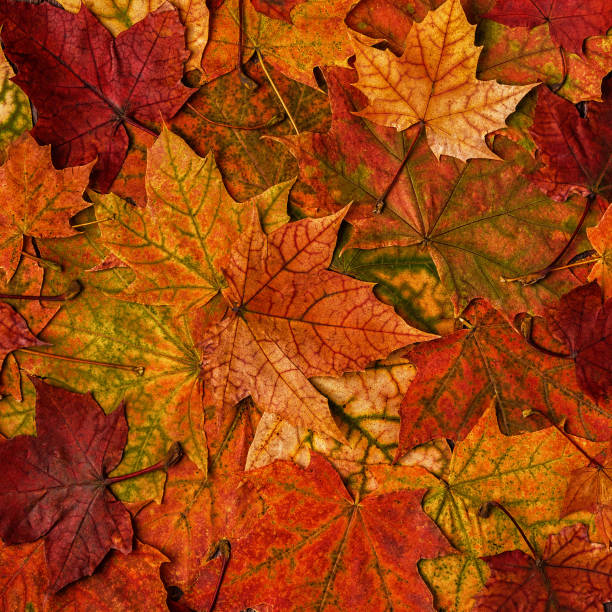 istock Colorful autumn leaves. 852612784