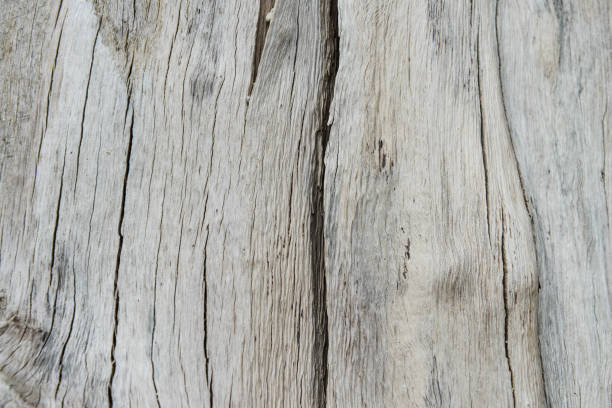 istock Texture of wood from dead tree 852613366