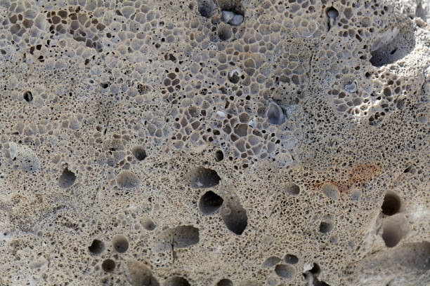 bioerosion boring traces in a coastal limestone - sub tropical climate imagens e fotografias de stock