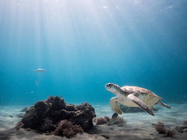 zielony żółw morski w płytkiej wodzie rafy koralowej na morzu karaibskim wokół curacao - sea turtle coral turtle green sea turtle zdjęcia i obrazy z banku zdjęć