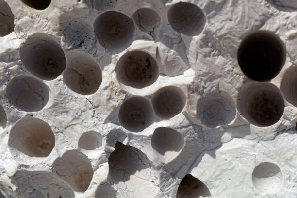 bioerosion boring traces in a coastal limestone - sub tropical climate imagens e fotografias de stock