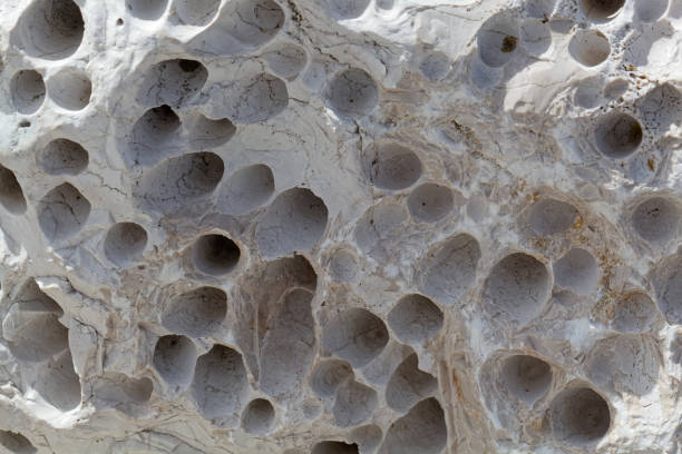 bioerosion boring traces in a coastal limestone - sub tropical climate imagens e fotografias de stock