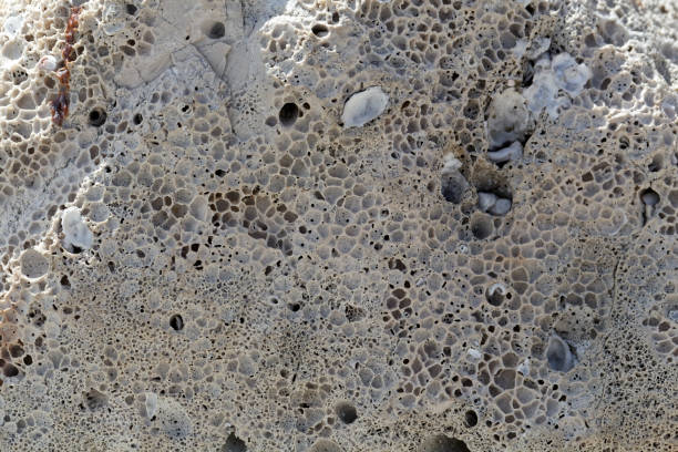 海岸の石灰岩の跡を退屈なバイオエロー ジョン - sub tropical climate ストックフォトと画像