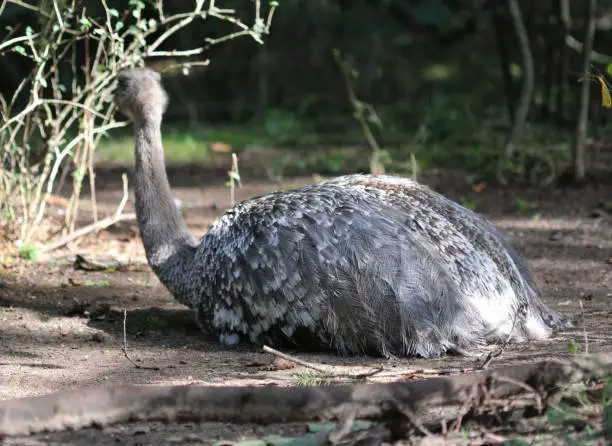 Darwin's rhea resting on the ground